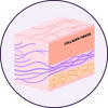 Collagen loss leads to aging